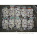 Normal White Garlic 2019 Jinxiang